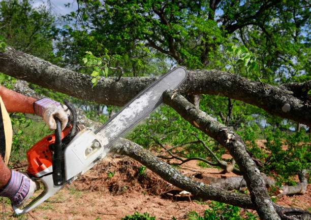 Emergency Storm Tree Removal in Bull Shoals, AR